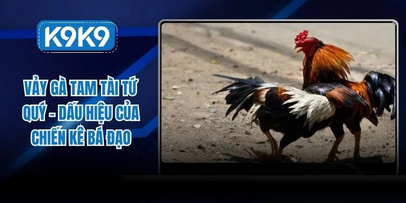 Vảy gà tam tài tứ quý