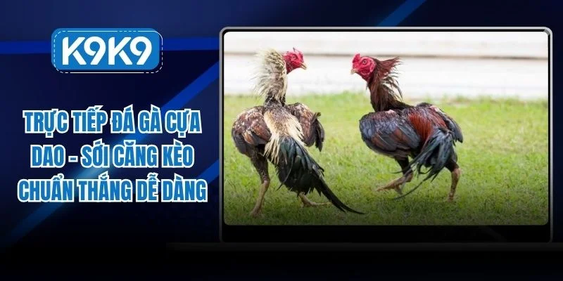 trực tiếp đá gà cựa dao
